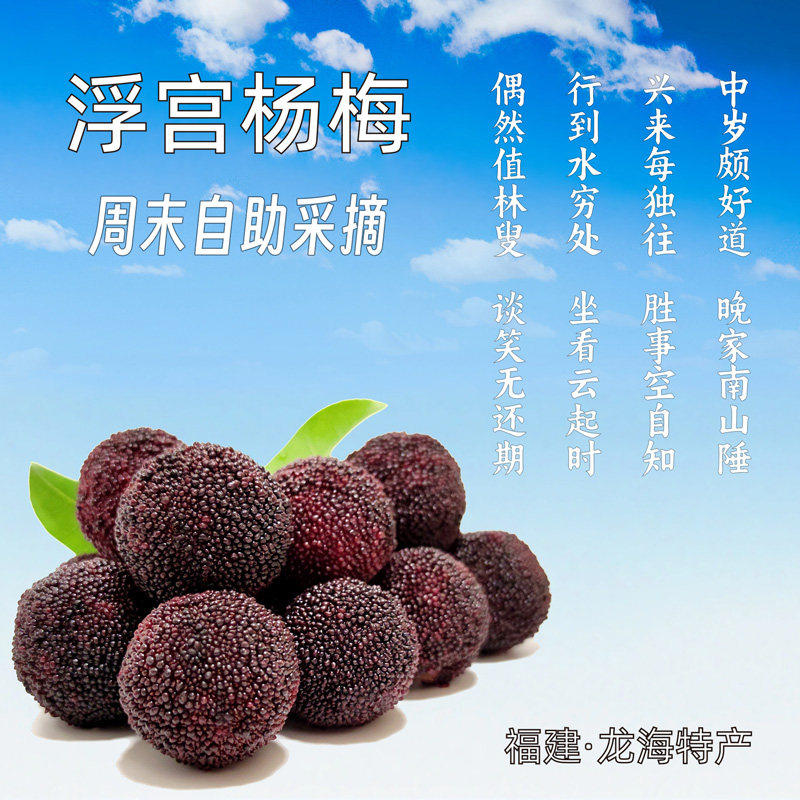 福建·龙海浮宫杨梅 自助采摘 可现摘现吃 摘完带走 仅限每周末两天